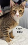Kirby - Center photo 3