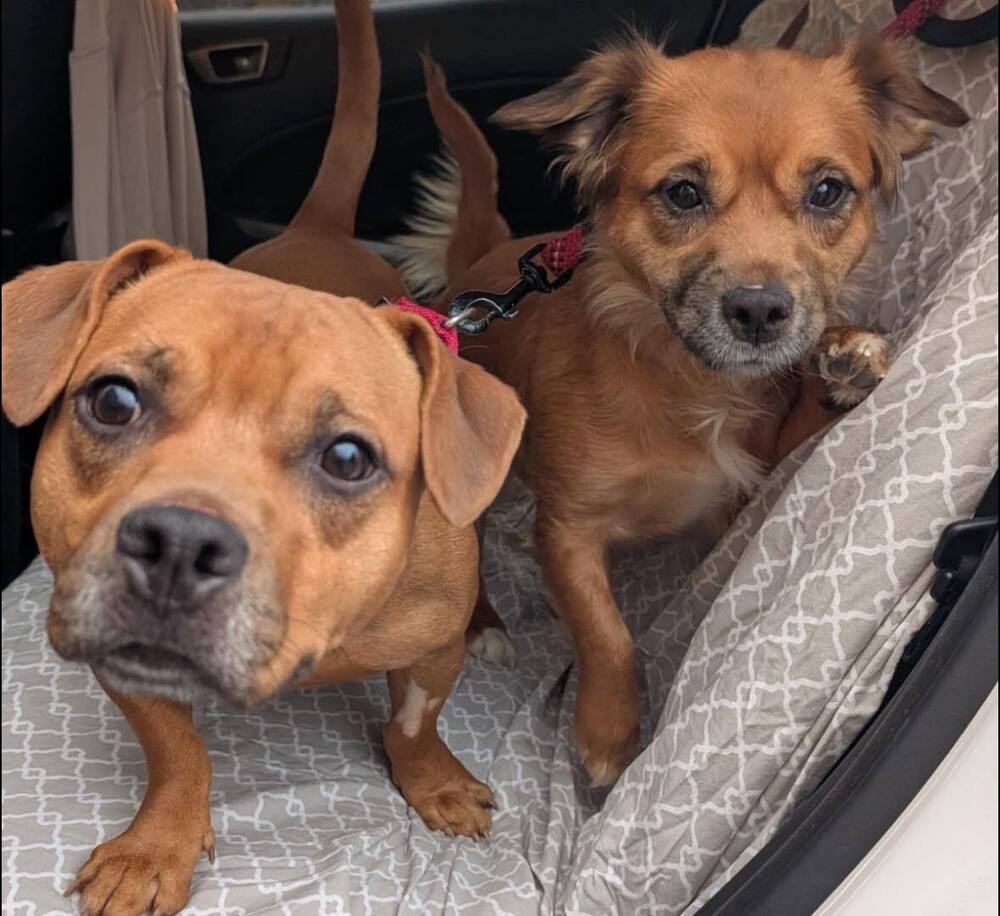 Alice and Buddy - Must be adopted together