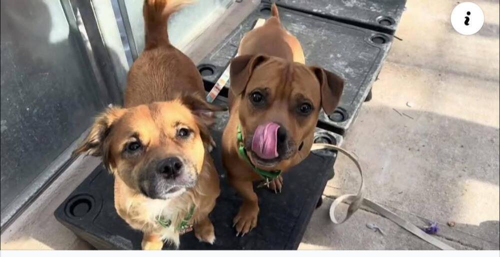 Alice and Buddy - Must be adopted together