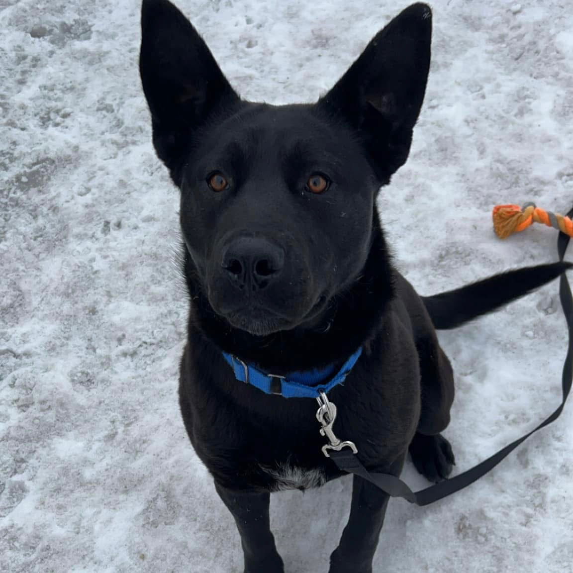 Pumpernickel, an adoptable Labrador Retriever in Fargo, ND, 58103 | Photo Image 2