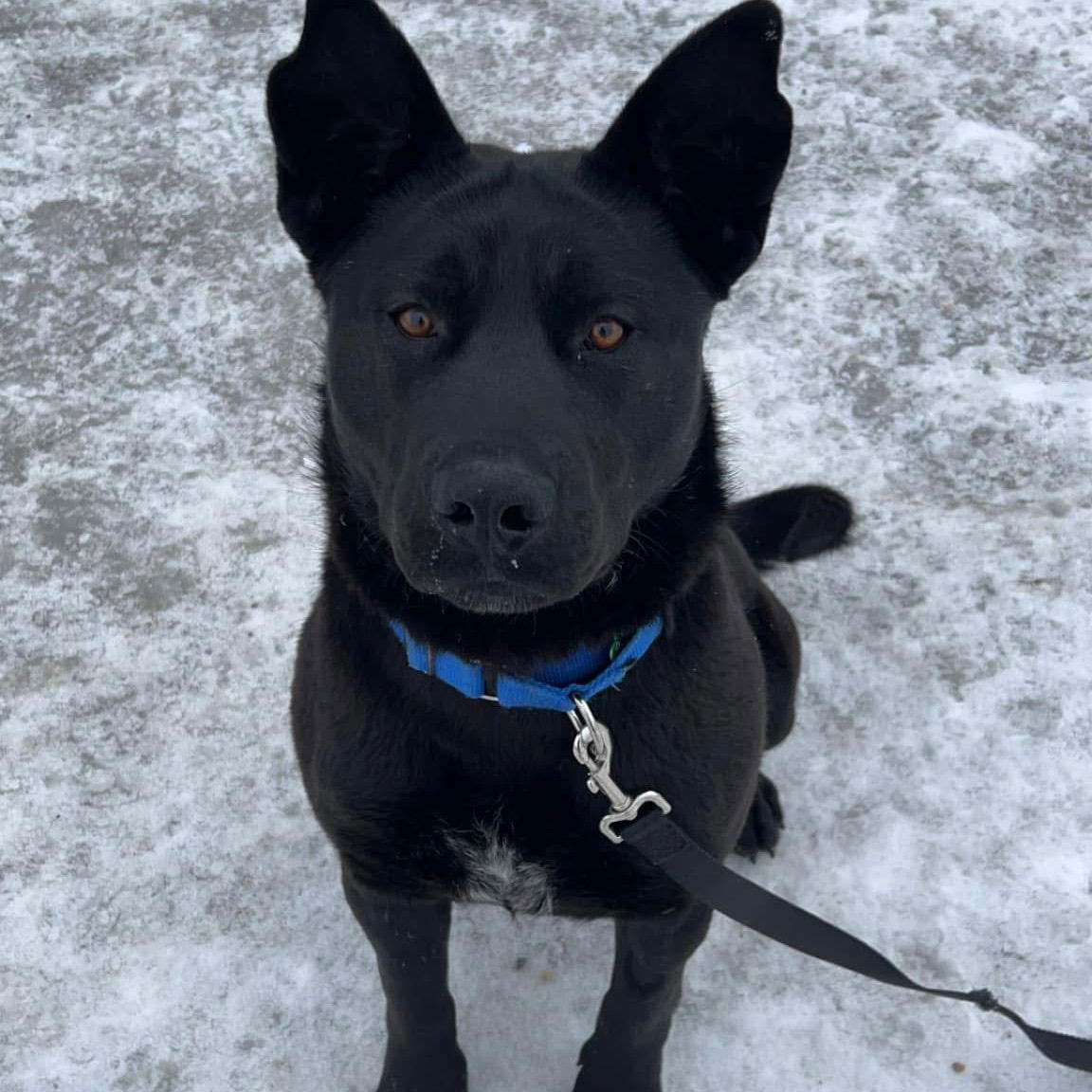 Pumpernickel, an adoptable Labrador Retriever in Fargo, ND, 58103 | Photo Image 3
