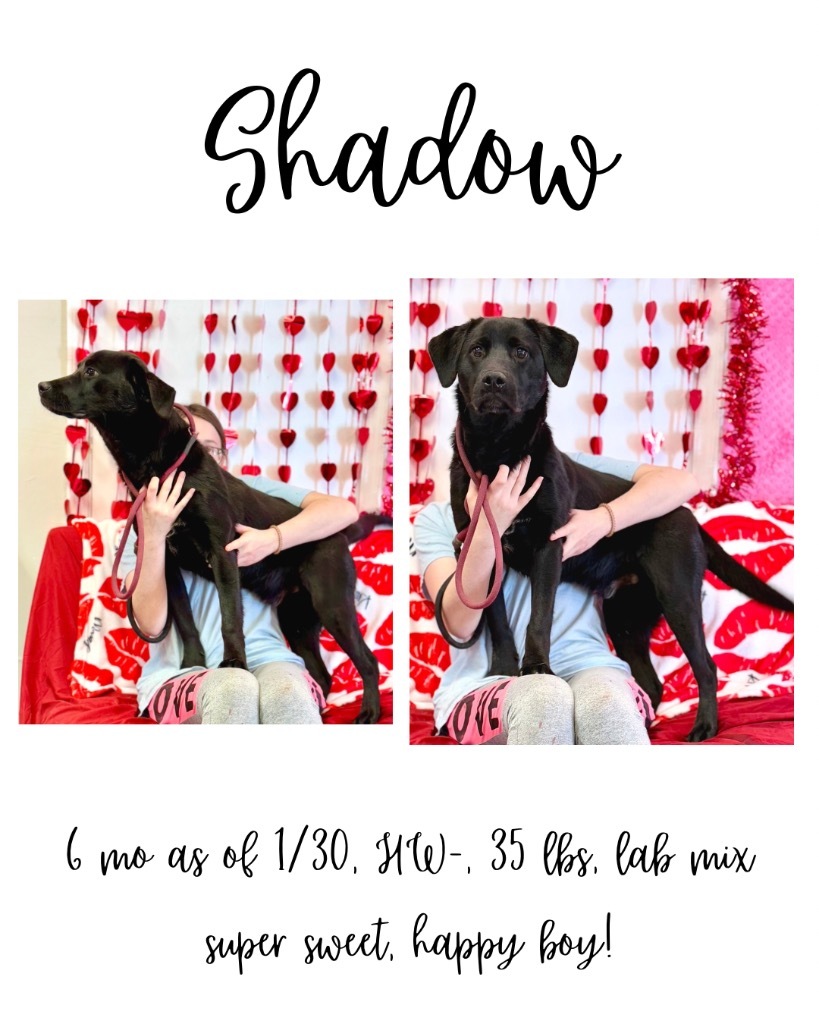 Shadow