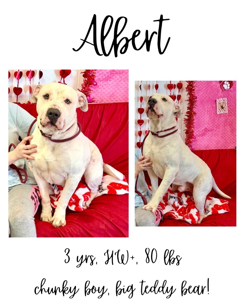 Albert