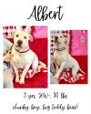 Albert photo 1