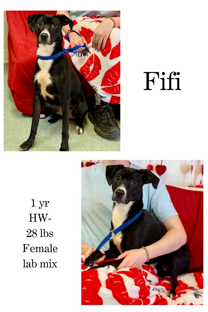 Fifi