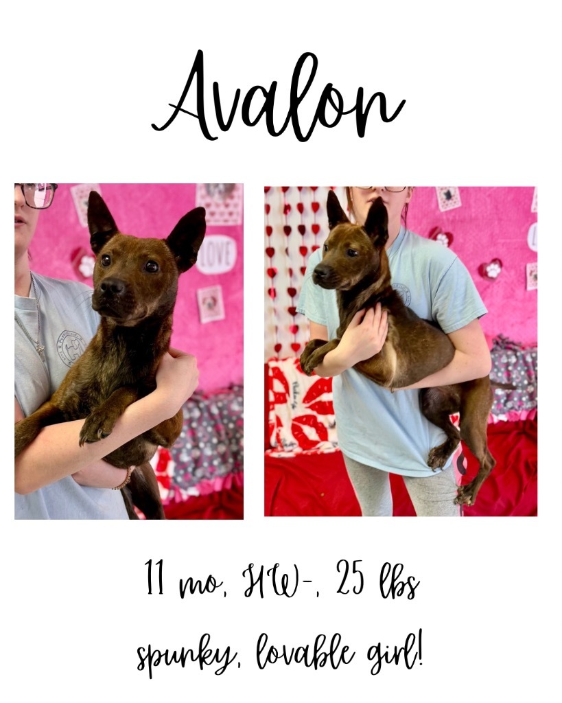 Avalon