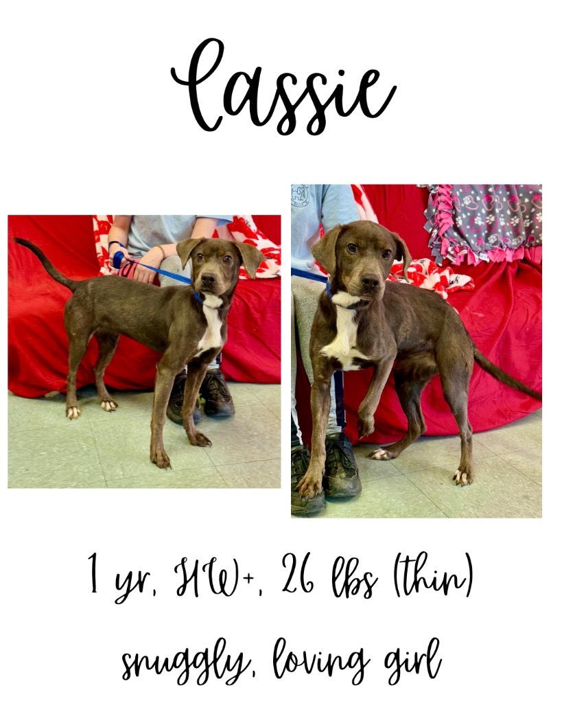 Cassie