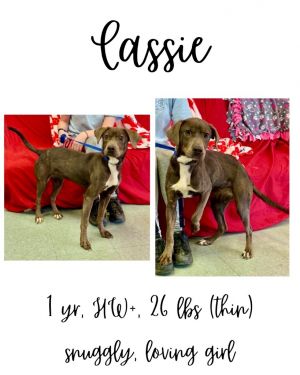 Cassie, Young Female unknown