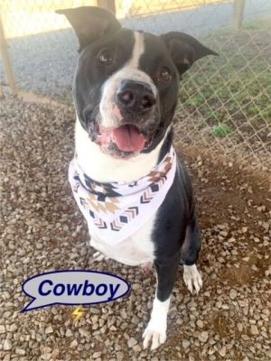 Cowboy is a wonderful goofball of a dog Anxious to please his owner Hes a friendly tri-pod who ma
