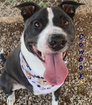 Cowboy is a wonderful goofball of a dog Anxious to please his owner Hes a friendly tri-pod who ma