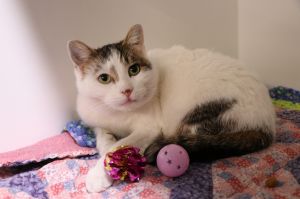Leila, Adult Female Domestic Short Hair