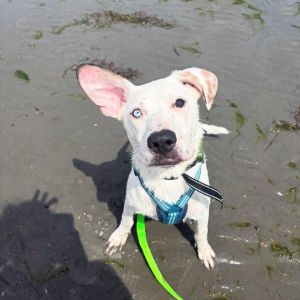 Sleepy has been having a blast with her foster family This girl cant understand why she hasnt fou