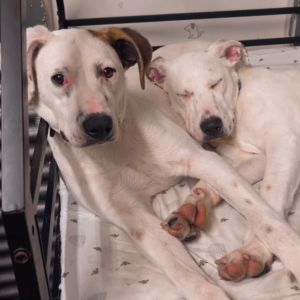Meet Sleepy and Magic These incredible girls are still searching for their forever homes and we ca