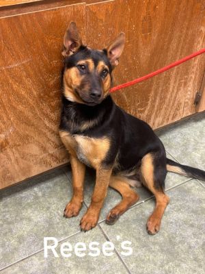 Reeses, Young Female German Shepherd Dog