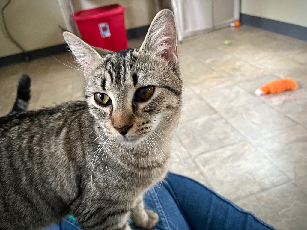 Noodle 2 - ADOPTION PENDING!