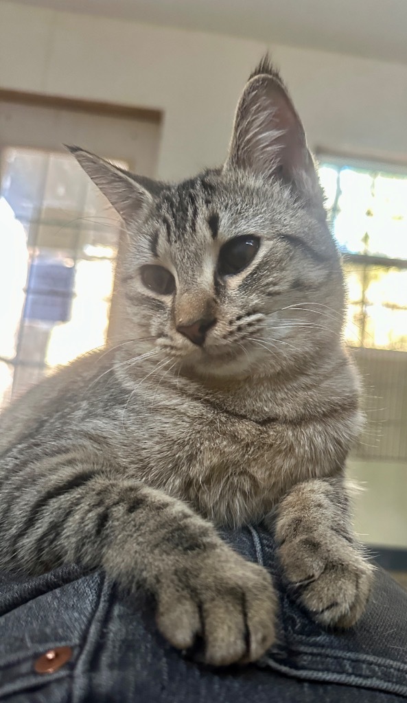 Noodle 2 - ADOPTION PENDING!