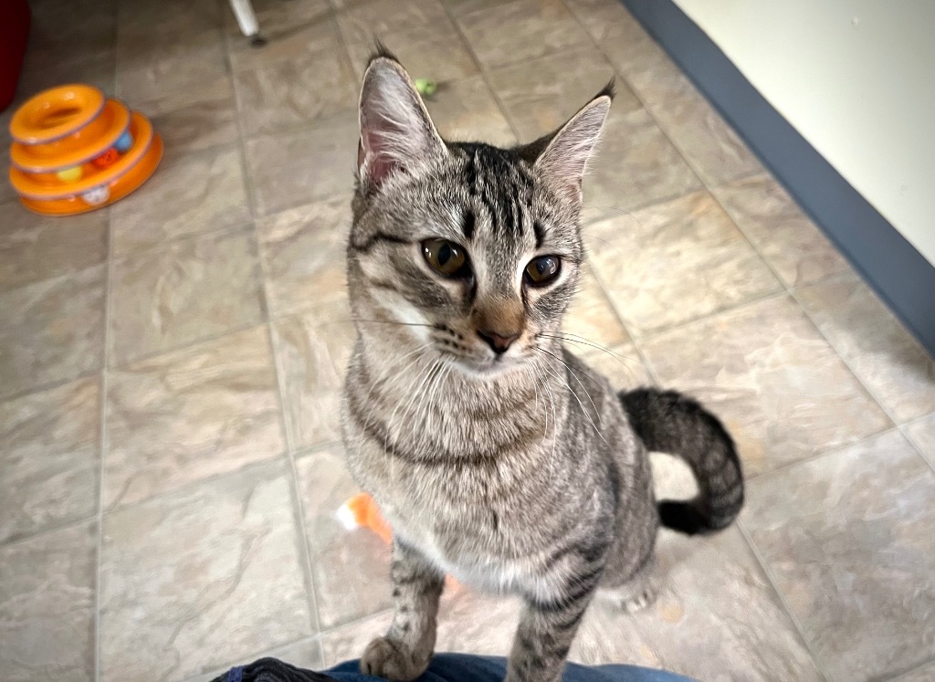Noodle 2 - ADOPTION PENDING!