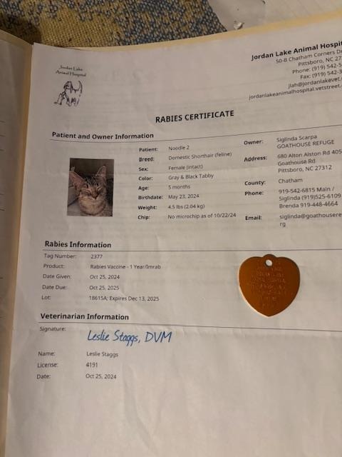 Noodle 2 - ADOPTION PENDING!