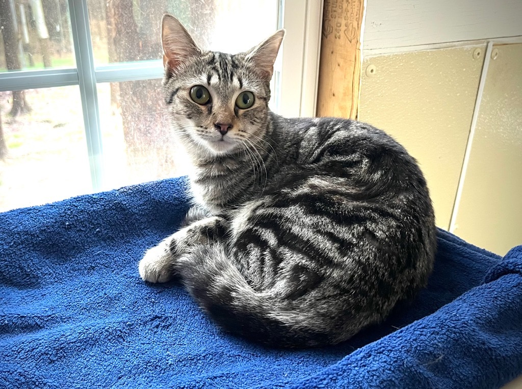 Pierogi - ADOPTION PENDING!