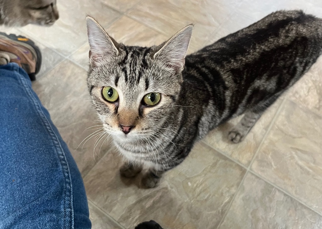 Pierogi - ADOPTION PENDING!
