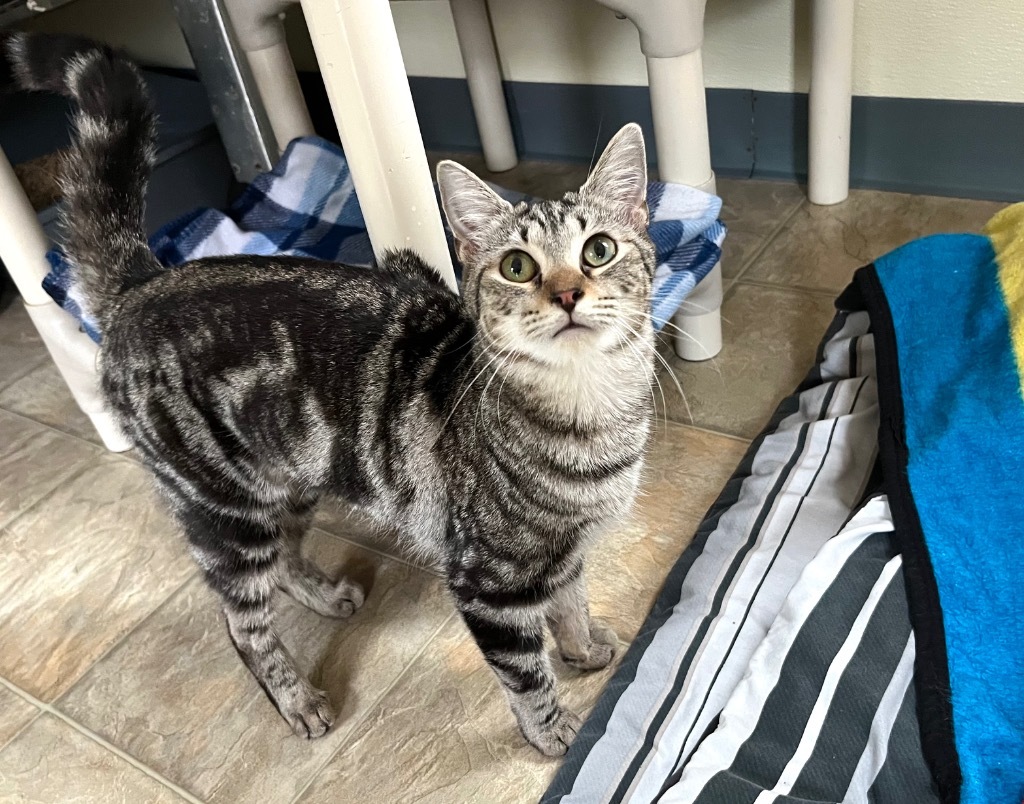 Pierogi - ADOPTION PENDING!