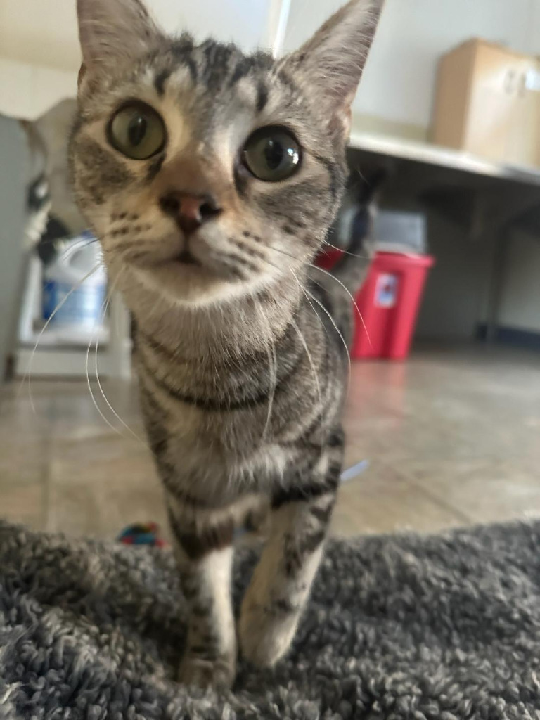 Pierogi - ADOPTION PENDING!