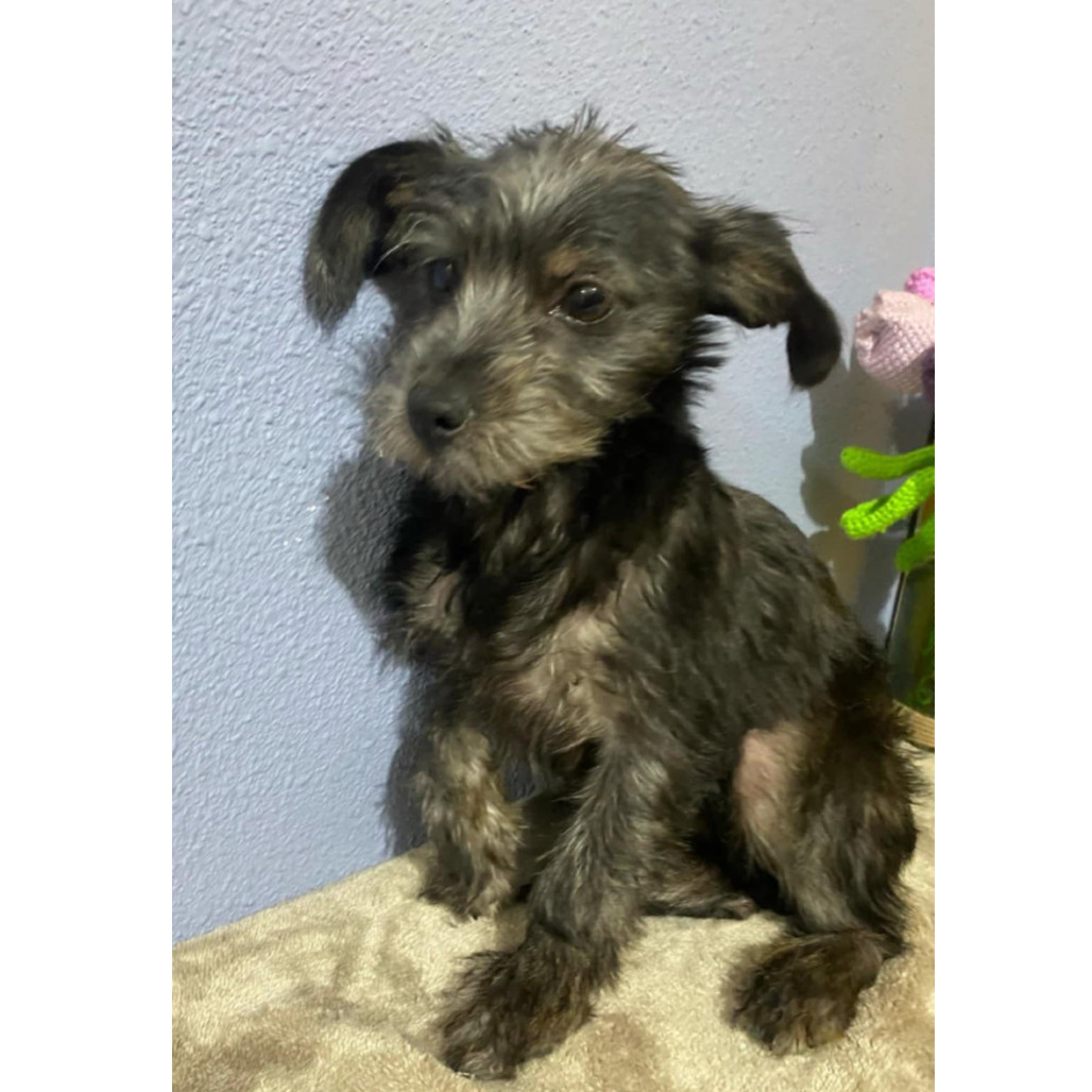 Little Bunny Foo Foo, an adoptable Schnauzer, Irish Terrier in San Diego, CA, 92130 | Photo Image 1