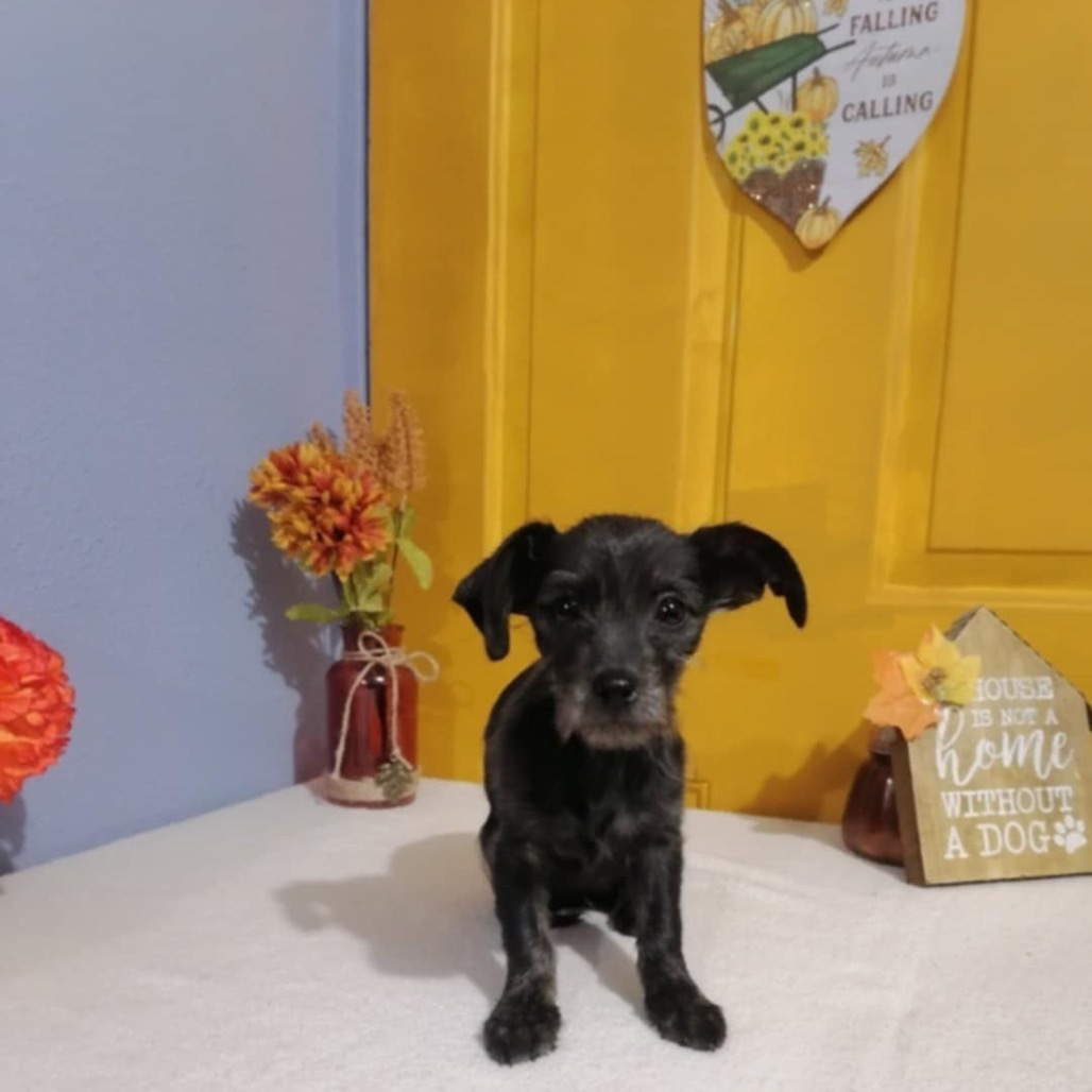 Little Bunny Foo Foo, an adoptable Schnauzer, Irish Terrier in San Diego, CA, 92130 | Photo Image 2