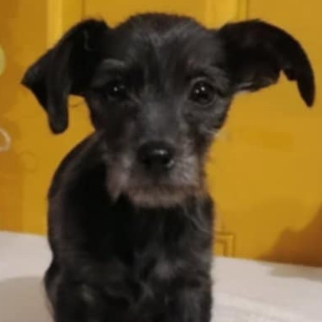 Little Bunny Foo Foo, an adoptable Schnauzer, Irish Terrier in San Diego, CA, 92130 | Photo Image 3