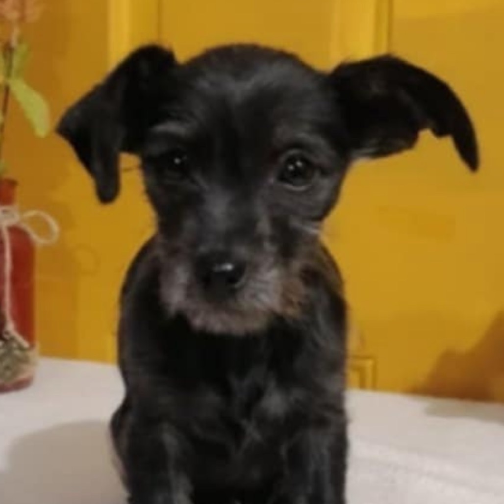Little Bunny Foo Foo, an adoptable Schnauzer, Irish Terrier in San Diego, CA, 92130 | Photo Image 4