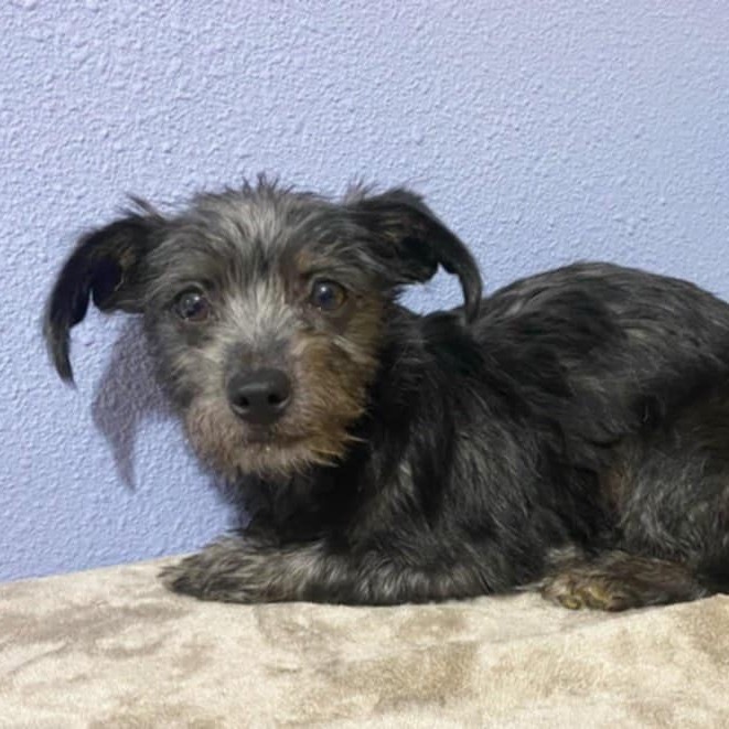 Little Bunny Foo Foo, an adoptable Schnauzer, Irish Terrier in San Diego, CA, 92130 | Photo Image 5