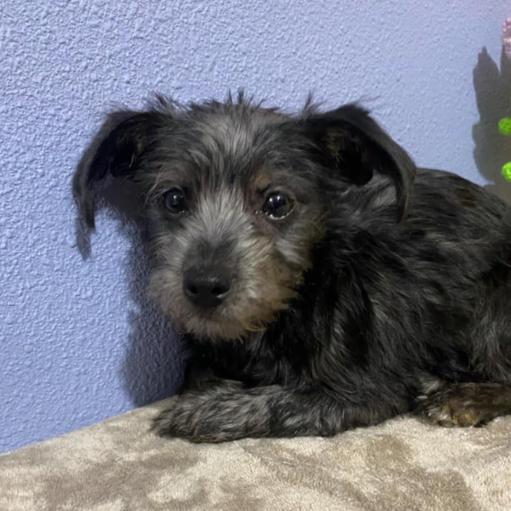 Little Bunny Foo Foo, an adoptable Schnauzer, Irish Terrier in San Diego, CA, 92130 | Photo Image 6