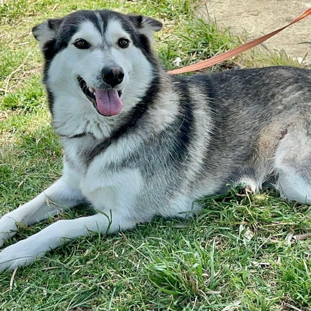 Lola husky