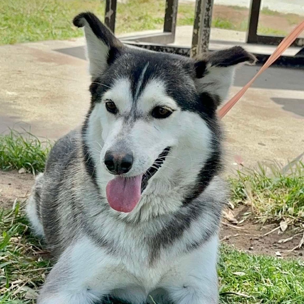 Lola husky