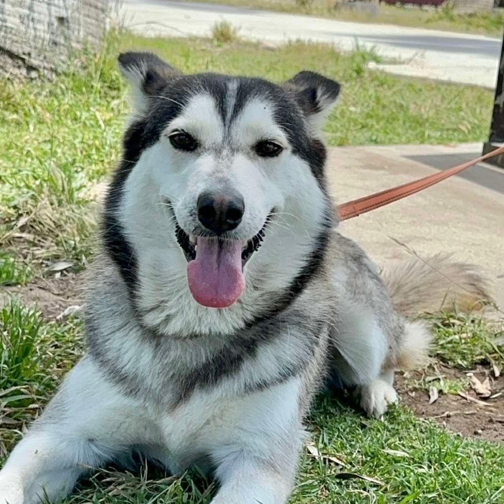 Lola husky