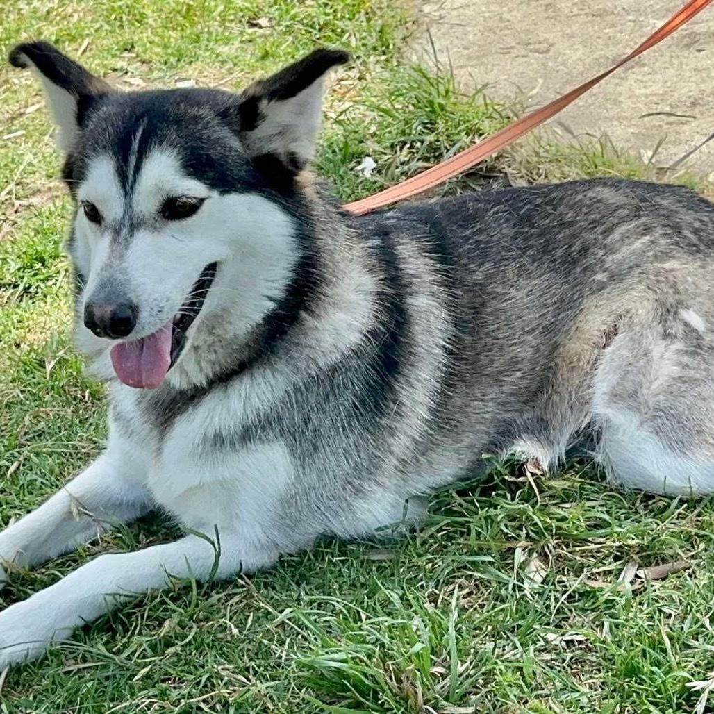 Lola husky