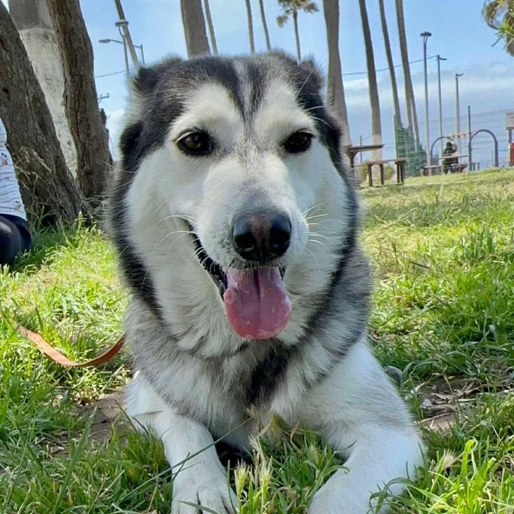 Lola husky