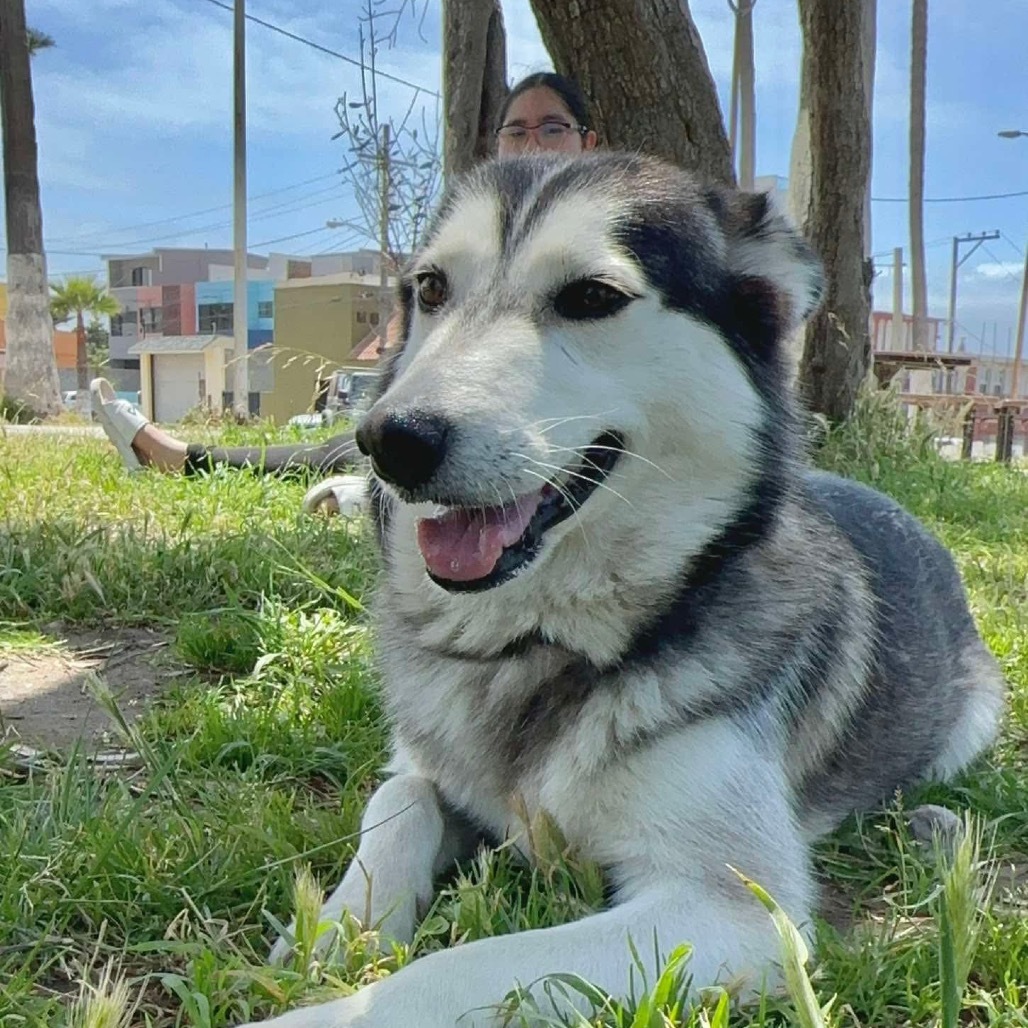Lola husky