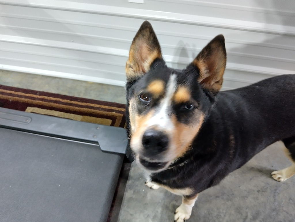 Pip