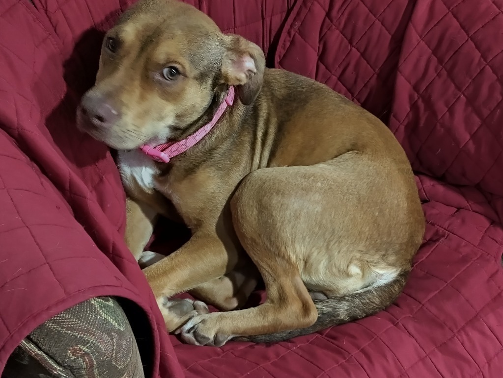 Dobby