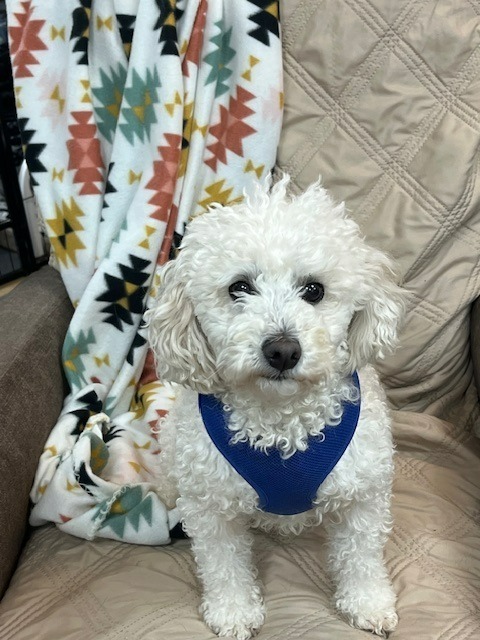 Teddy