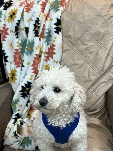 Teddy