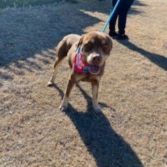 Freddy, an adoptable Pit Bull Terrier in Garden City, KS, 67846 | Photo Image 1