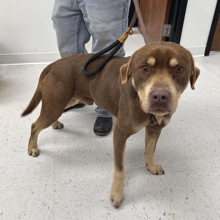 Freddy, an adoptable Pit Bull Terrier in Garden City, KS, 67846 | Photo Image 2