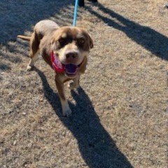 Freddy, an adoptable Pit Bull Terrier in Garden City, KS, 67846 | Photo Image 3