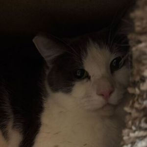 VEGA, Adult Male Domestic Short Hair