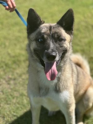 Artemis aka JD, Adult Male Husky