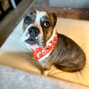 Dottie, Adult Female English Bulldog