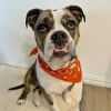 Dottie photo 3