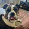 Dottie photo 4